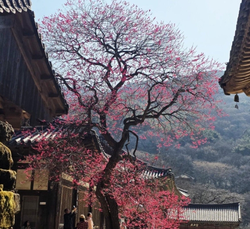 화엄사 썸네일